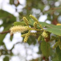 Terminalia arjuna (Roxb. ex DC.) Wight & Arn.